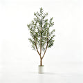 6FT(180cm) Olive Tree
