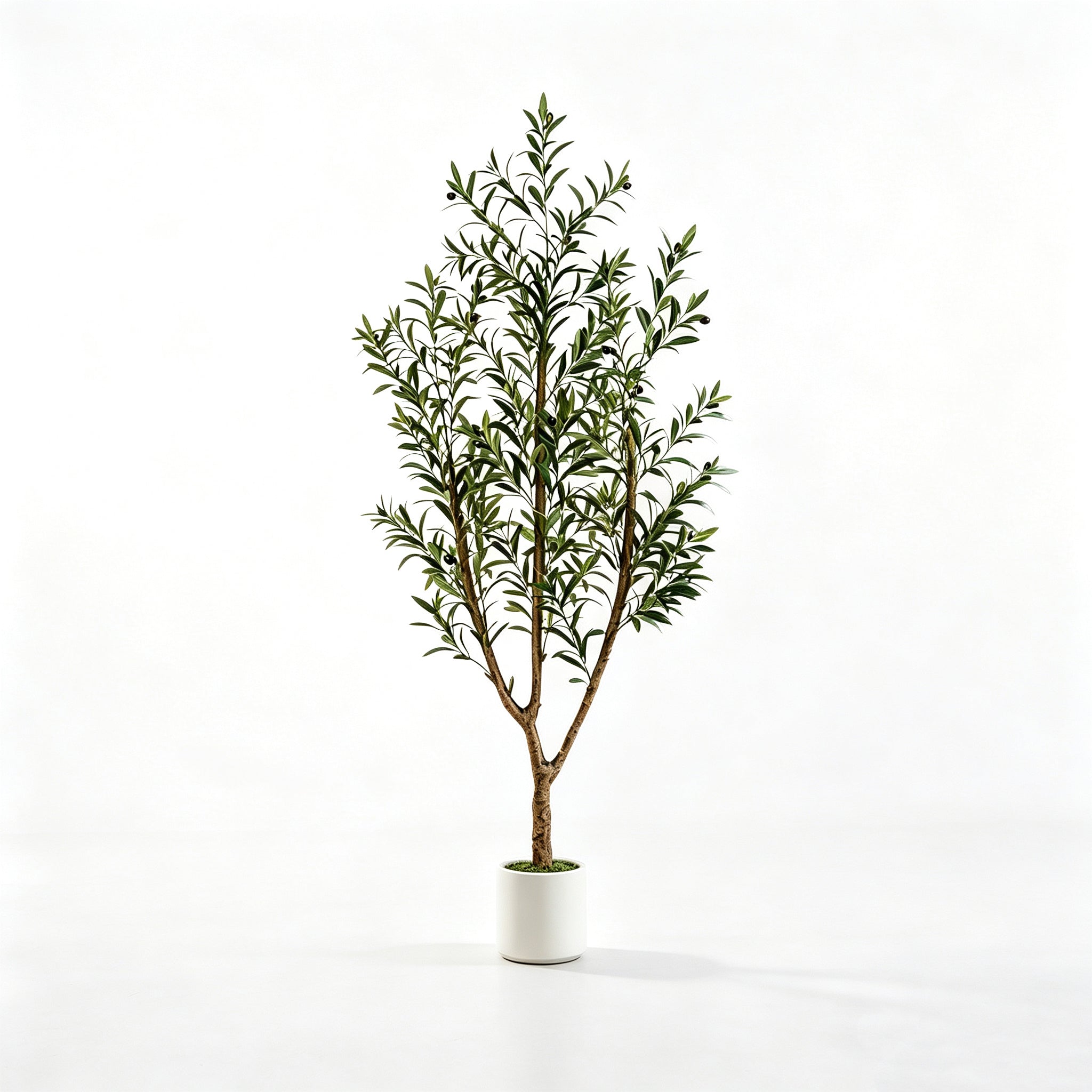 6FT(180cm) Olive Tree