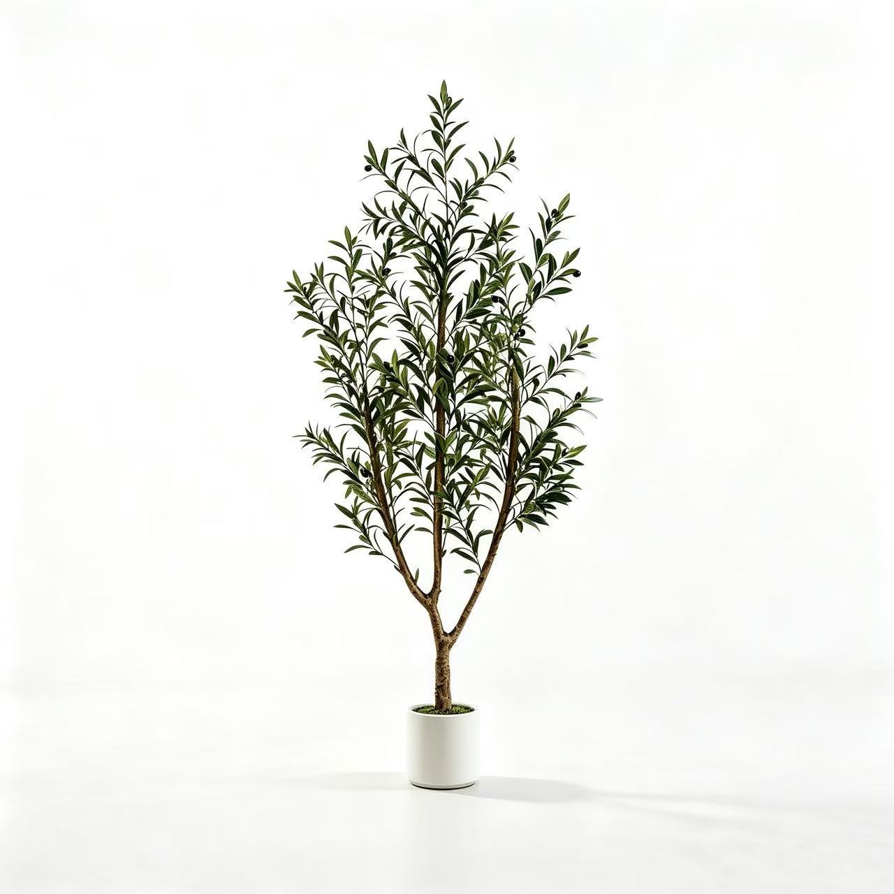 5FT(150cm) Olive Tree